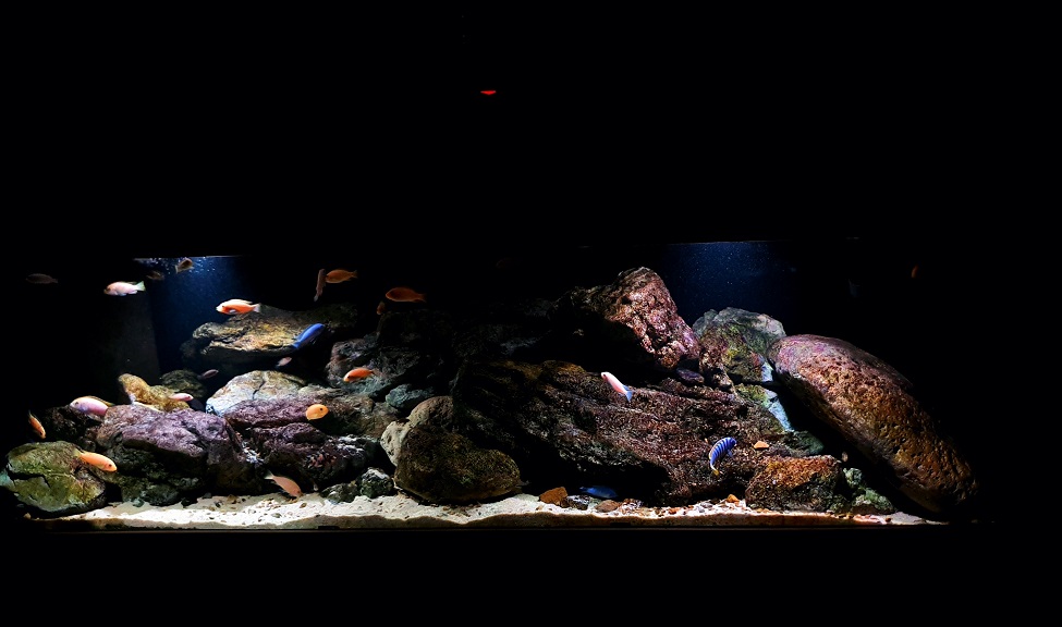 Aquarium Steven Sasin